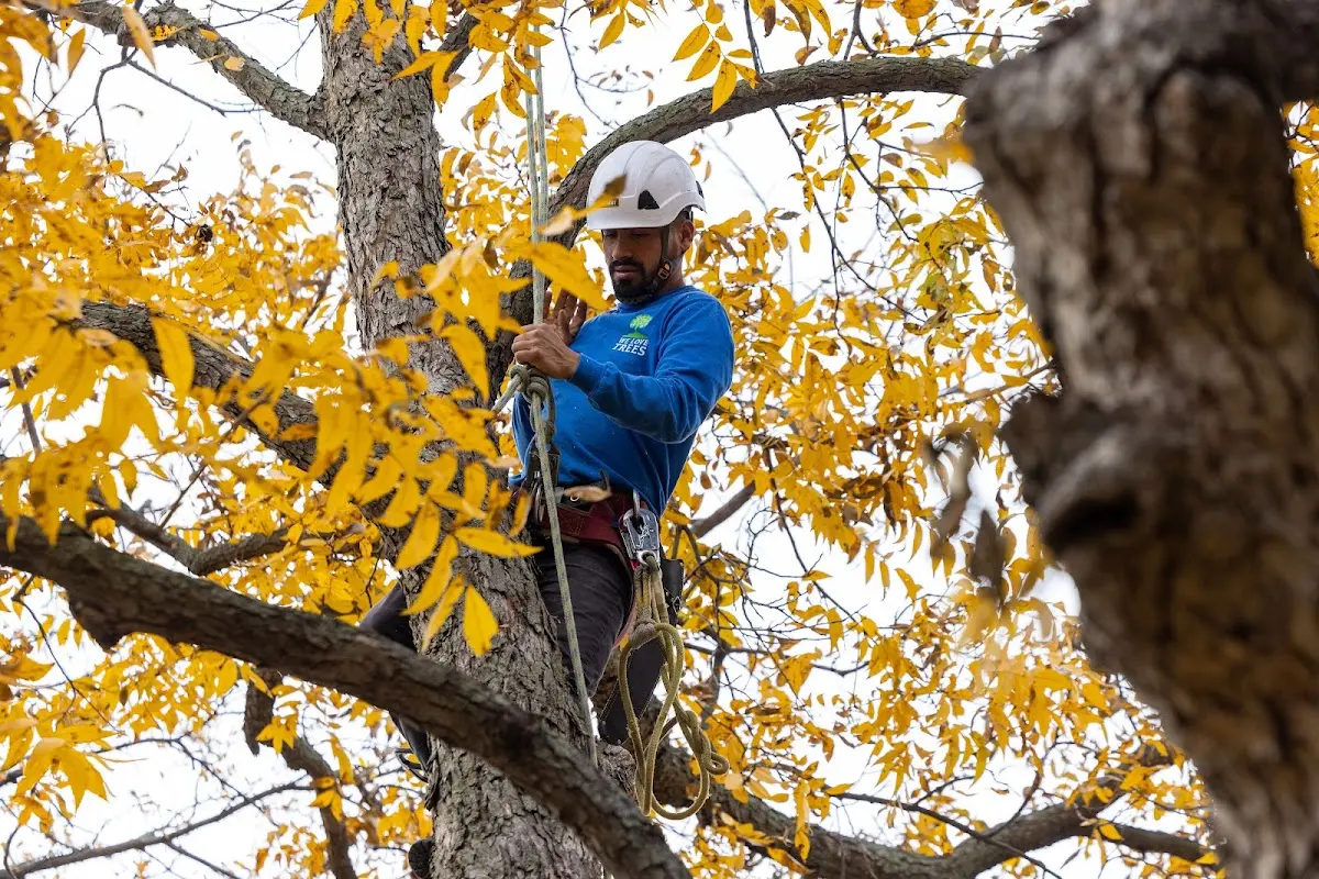 Skilled Storm Damage Cleanup crew working in Elwood