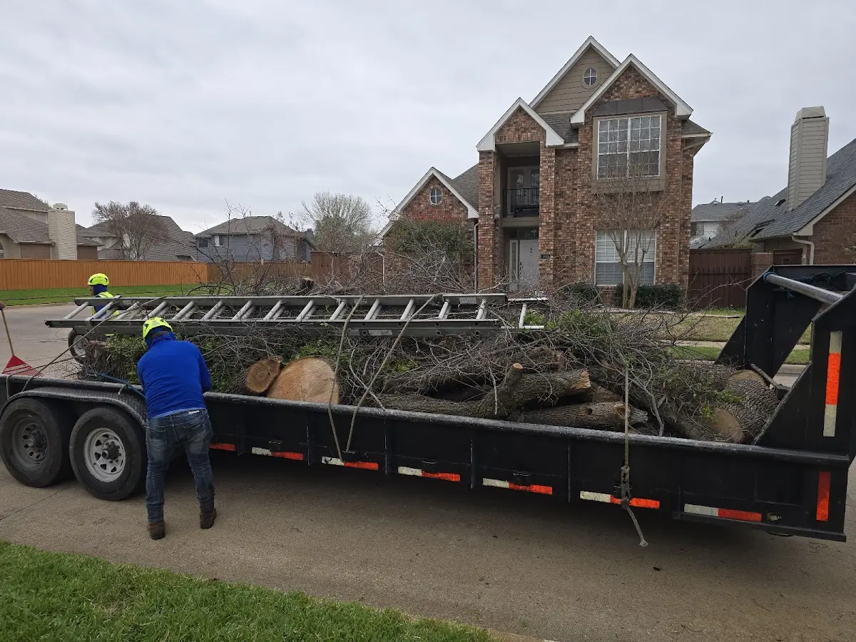Expert Tree Removal with proper safety equipment in Elwood